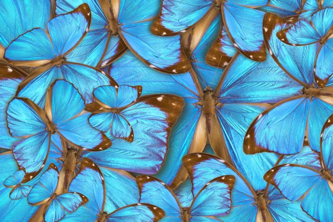Blue Butterfly Wallpaper Wall Mural