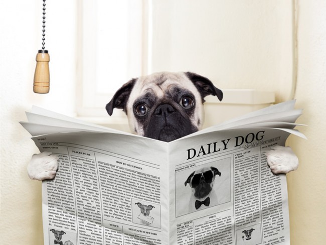 Funny Pug Wallpaper Wall Mural