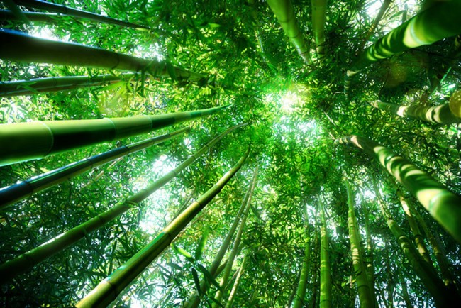 Bamboo Forest Wallpaper Wall Mural