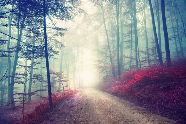 Magical Forest Path Wallpaper Wall Mural