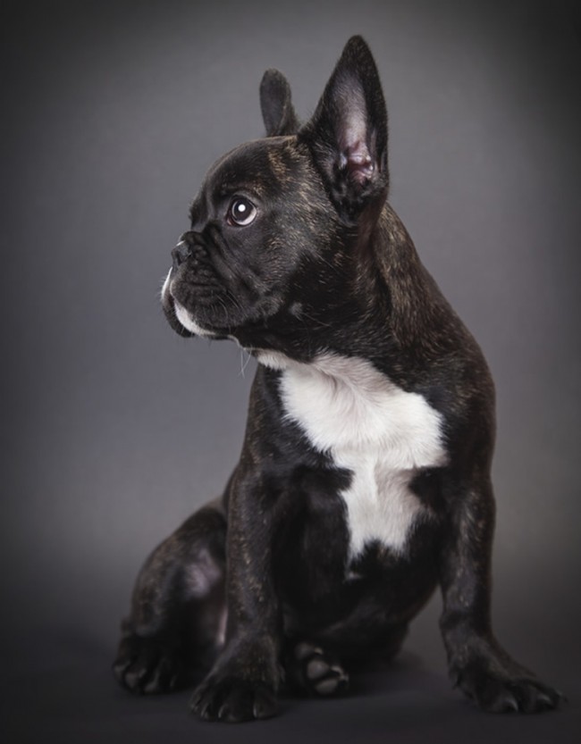 French Bulldog Wallpaper Wall Mural