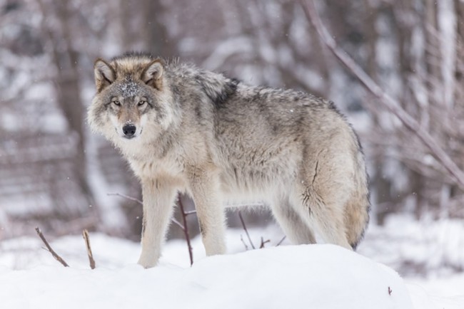 Lone Wolf Wallpaper Wall Mural