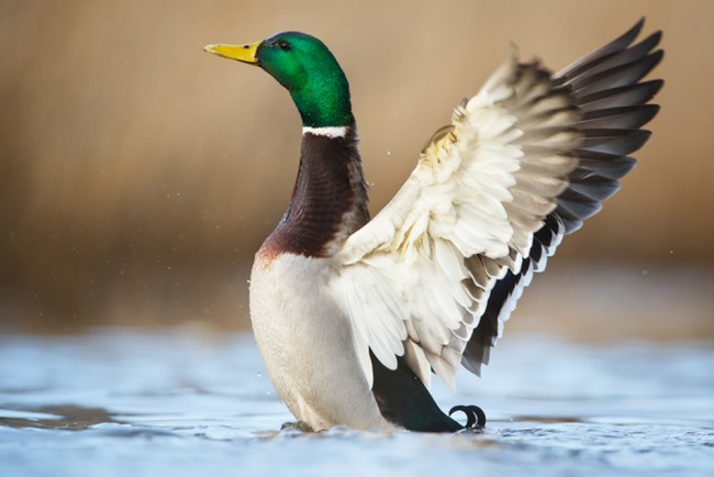 Duck Wallpaper Wall Mural