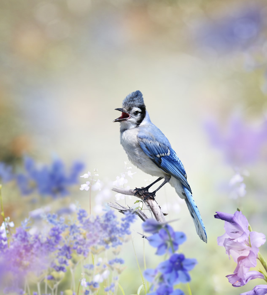 Blue Jay Wallpaper Wall Mural