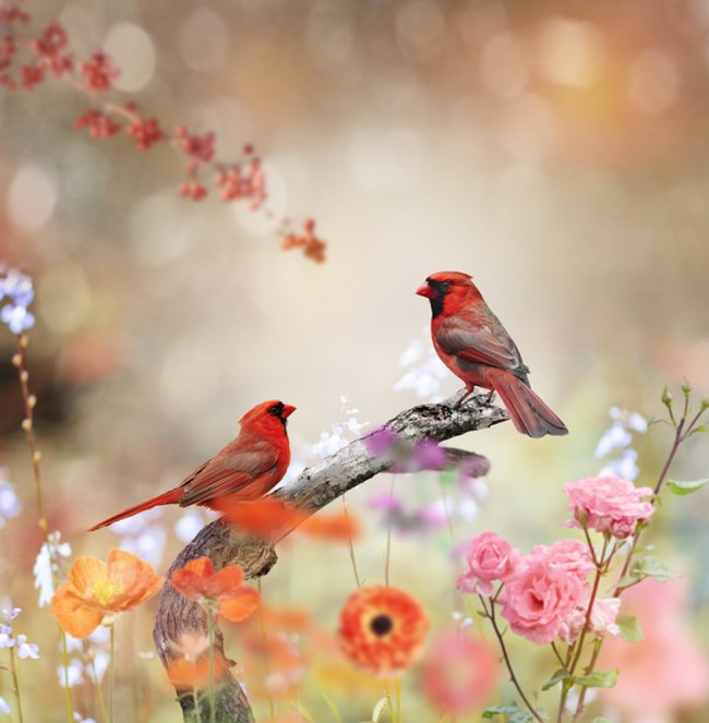 Cardinal wallpaper sale