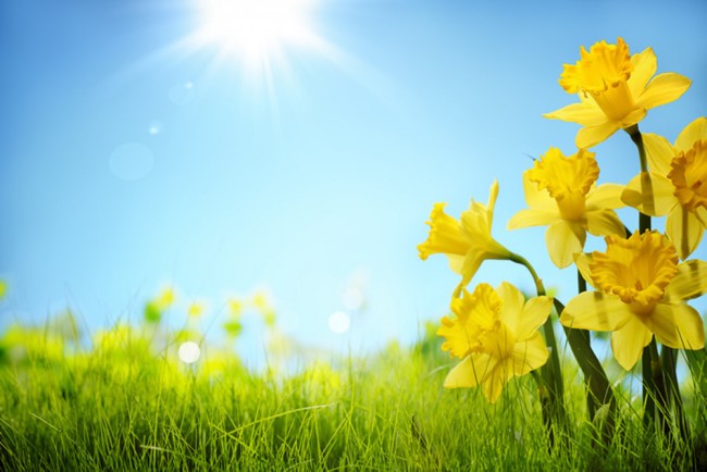 Daffodil Wallpaper Wall Mural