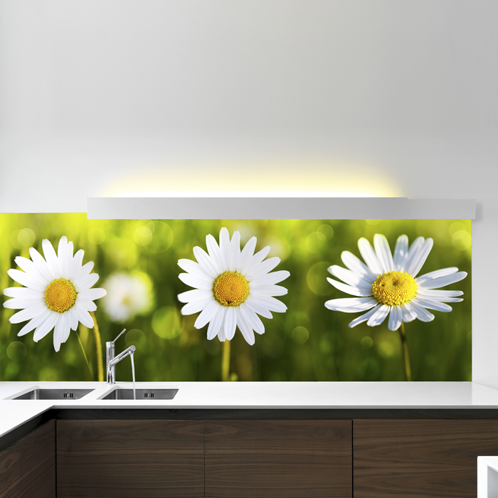 Panorama Daisy Wallpaper Wall Mural