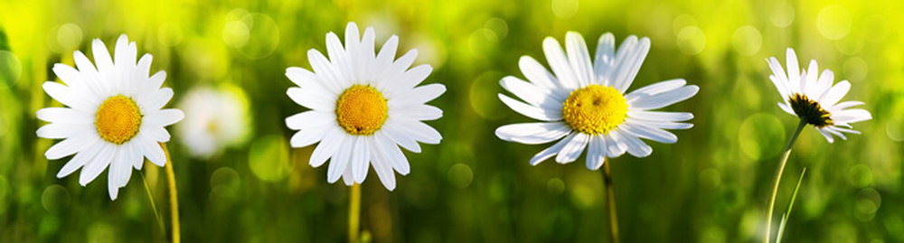 Panorama Daisy Wallpaper Wall Mural