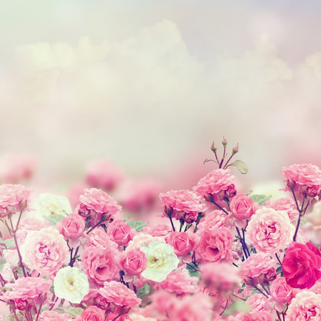 Pink White Roses Wallpaper Wall Mural