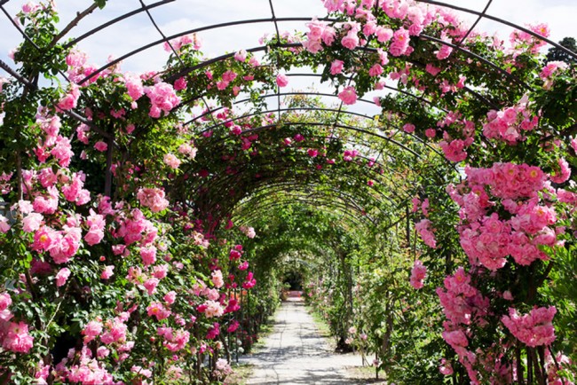 Rose Garden Arch Wallpaper Wall Mural