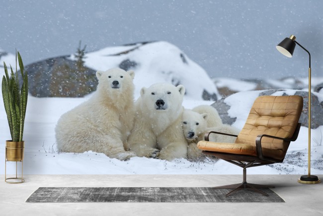 Polar Bear Family Wallpaper Wall Mural