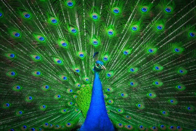 Peacock Wallpaper Wall Mural