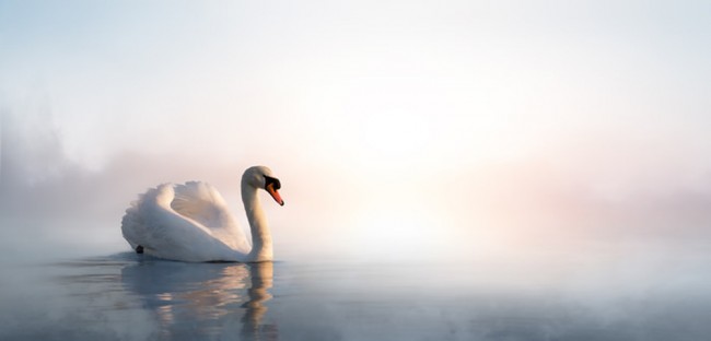 Swan Wallpaper Wall Mural