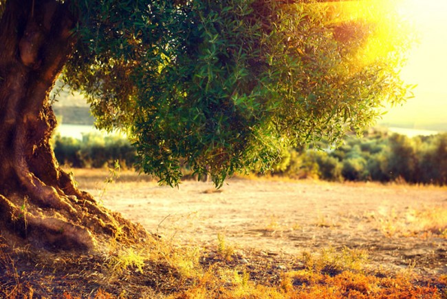 Olive Tree Wallpaper Wall Mural