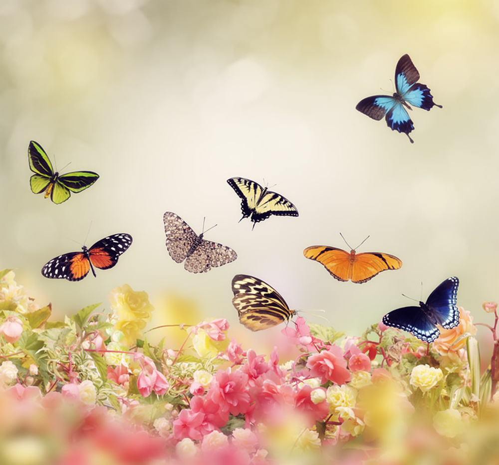 Floral Butterfly Wallpaper Wall Mural