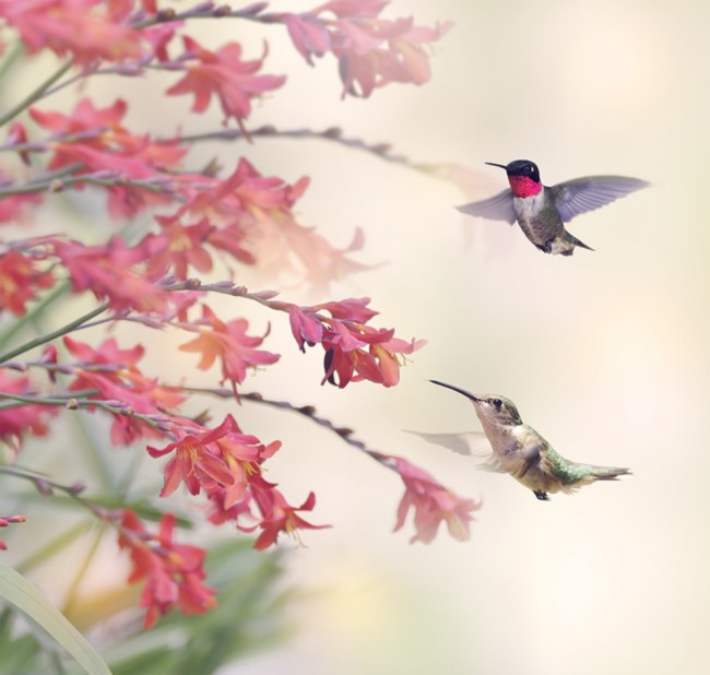 Pink Flower Hummingbird Wallpaper Wall Mural