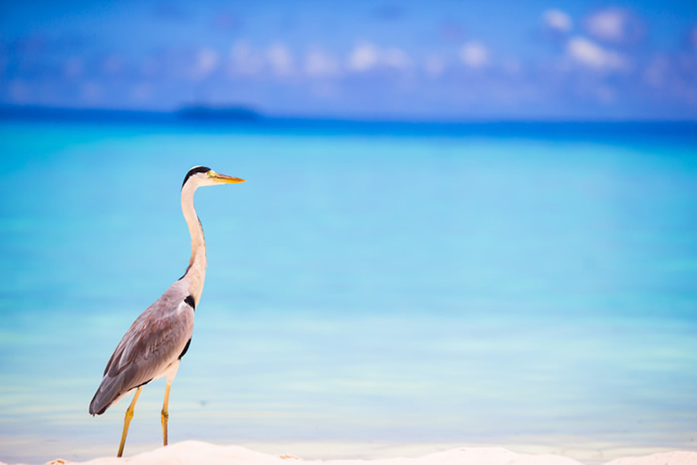 Beach Heron Wallpaper Wall Mural