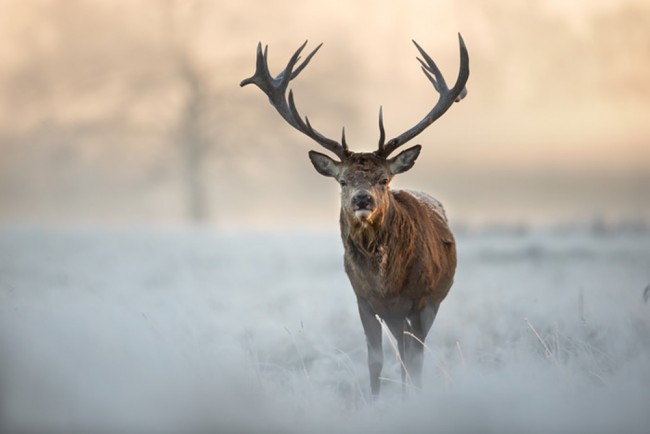 Stag In Snow Wallpaper Wall Mural