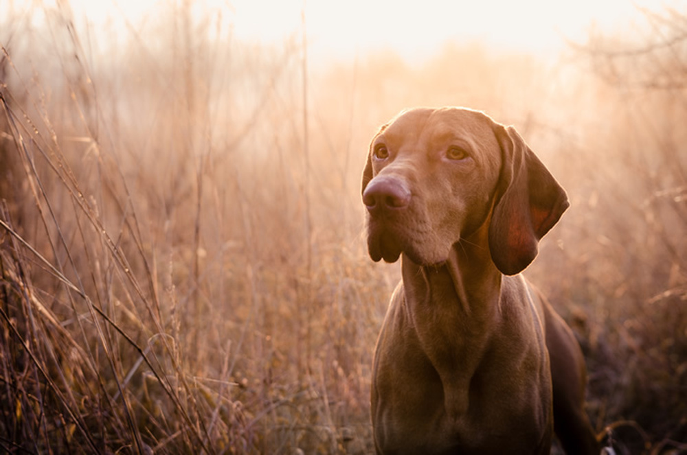 Vizsla Wallpaper Wall Mural