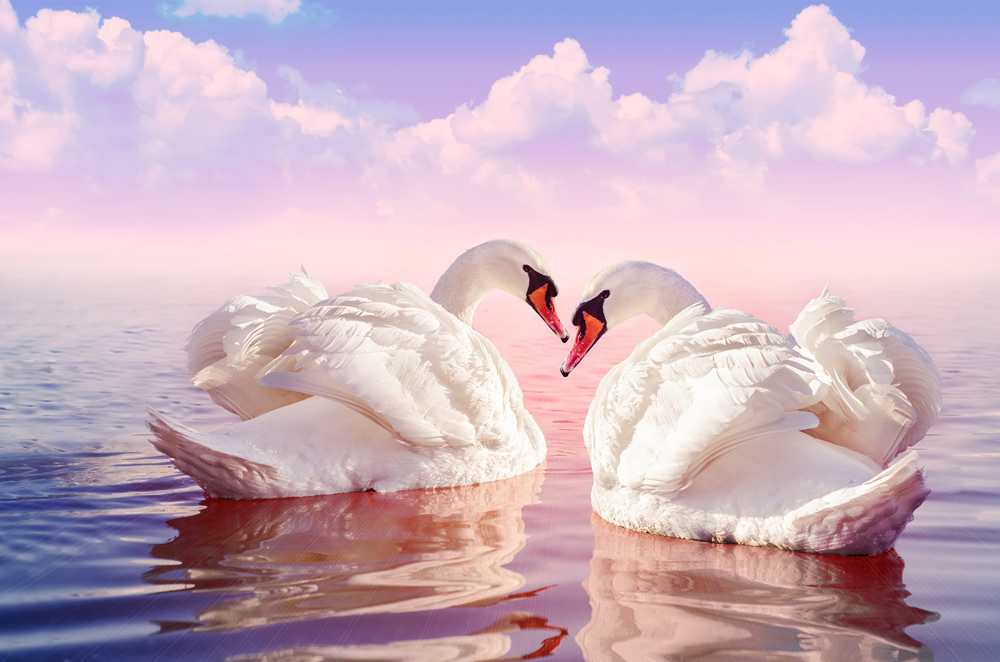Swan Lake Romantic Wallpaper Wall Mural