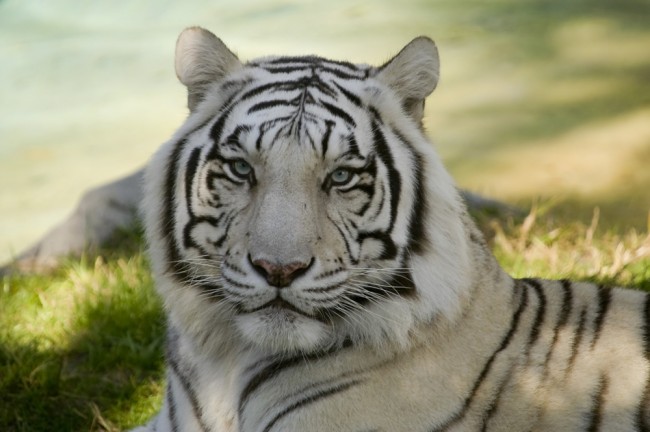 White Tiger Wallpaper Wall Mural