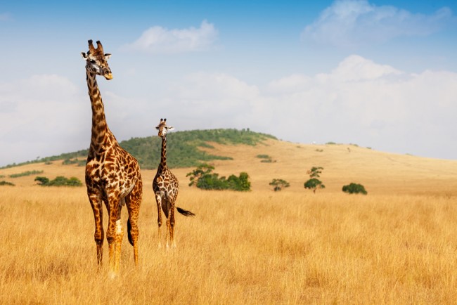 Giraffes wallpaper 2025