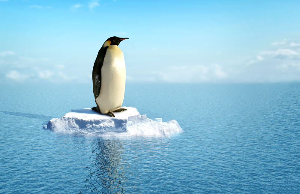 Emperor Penguin Wallpaper Wall Mural