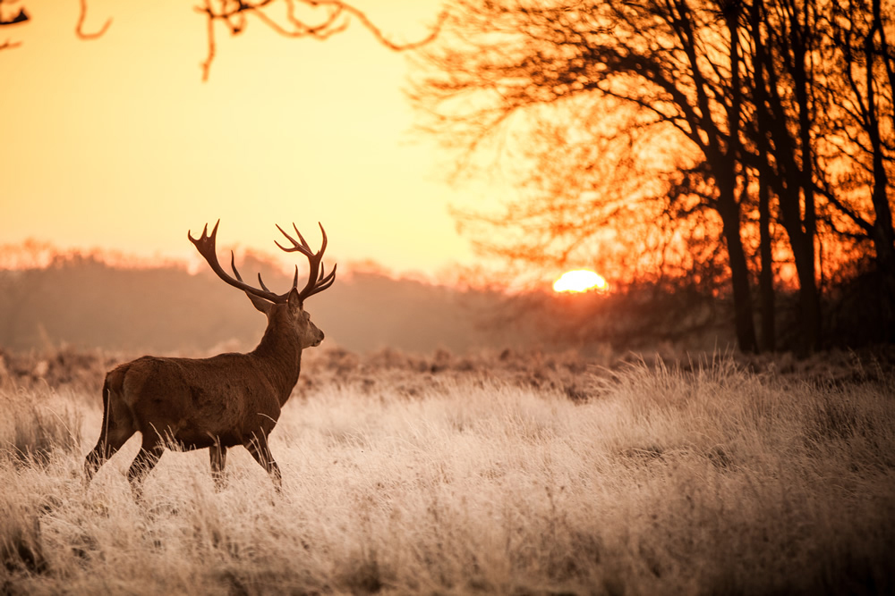 Red Stag In Autumn Forest Wallpaper Wall Mural