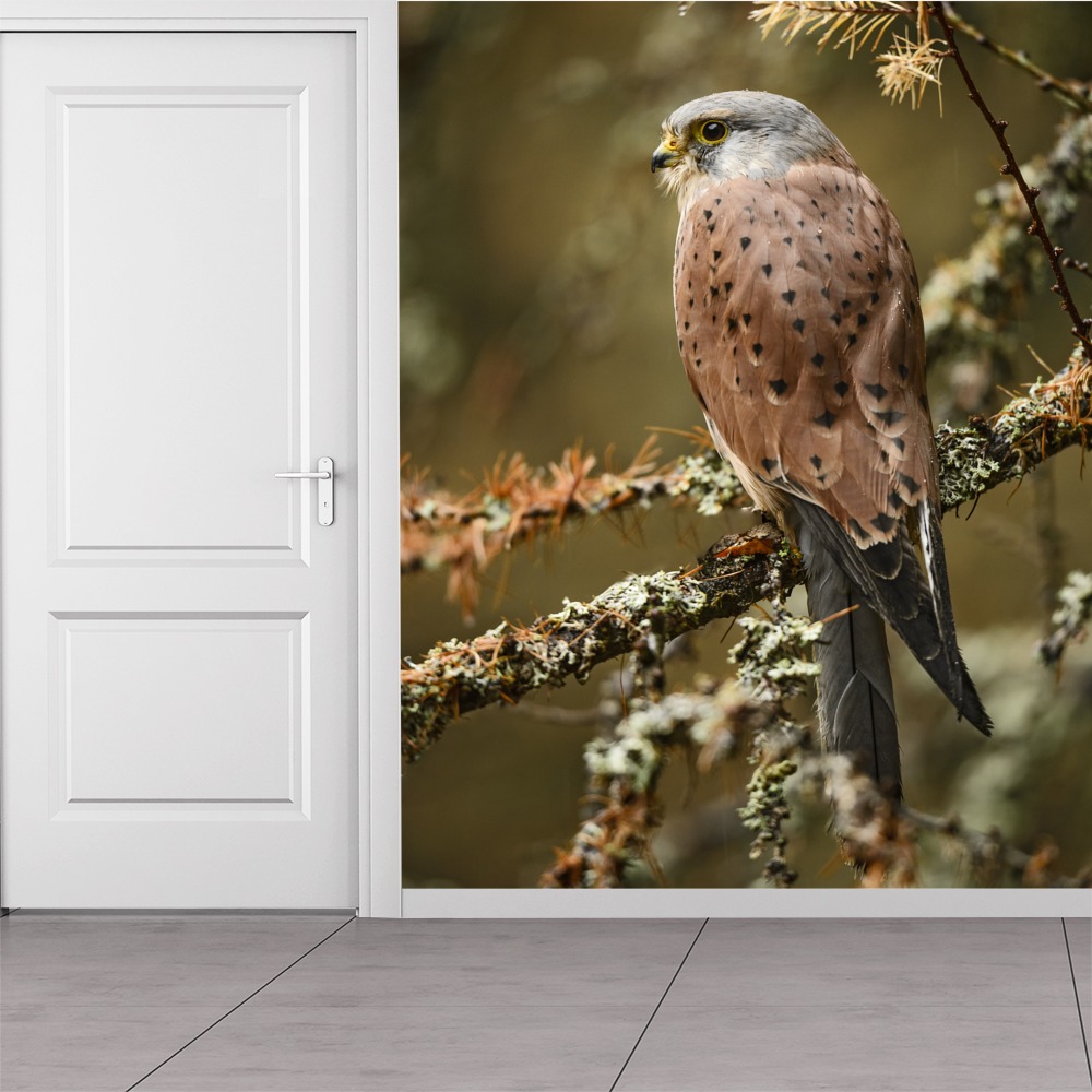 Kestrel Bird Nature Animals Wallpaper Wall Mural