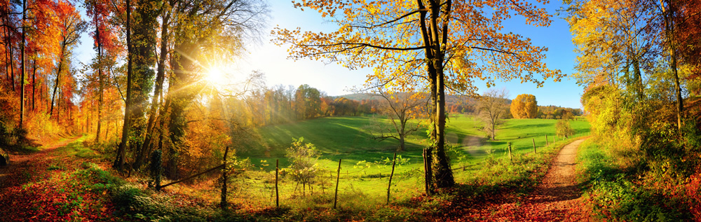 Autumn Landscape Forest Panoramic Wallpaper Wall Mural