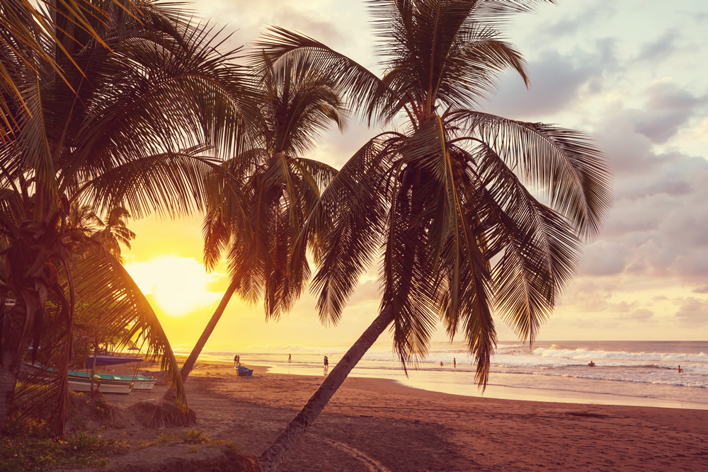 Costa Rica Sunset Palm Tree Beach Wallpaper Wall Mural