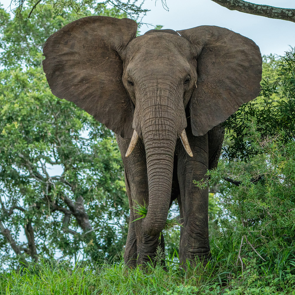 African Elephant Safari Wallpaper Wall Mural