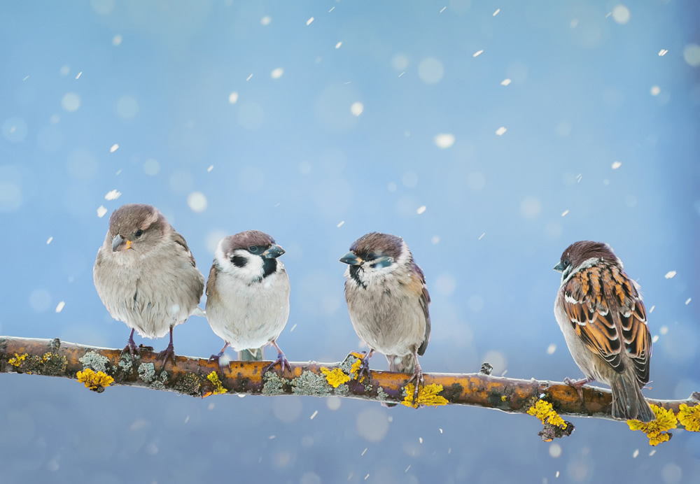 Winter Birds Snow Tree Branch Wallpaper Wall Mural