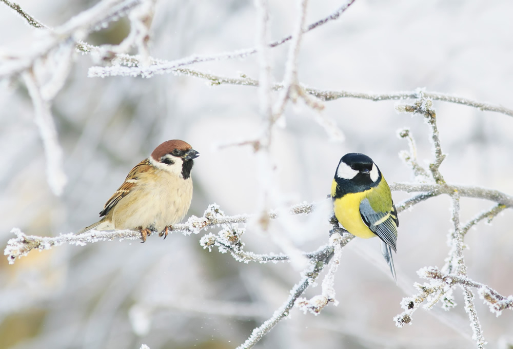 Beautiful Birds On Winter Tree Wallpaper Wall Mural