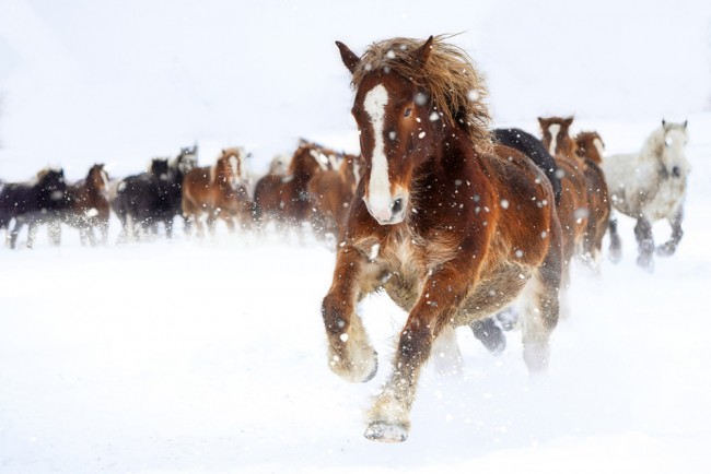 Galloping Horse Winter Snow Wallpaper Wall Mural