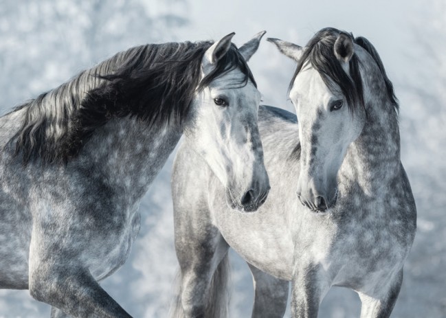 Beautiful shop horse wallpaper
