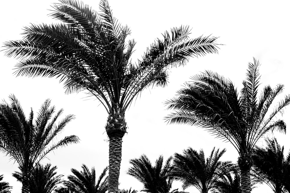 Black & White Palm Trees Wallpaper Wall Mural