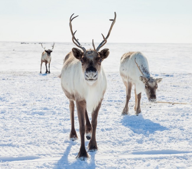 Reindeer wallpaper on sale