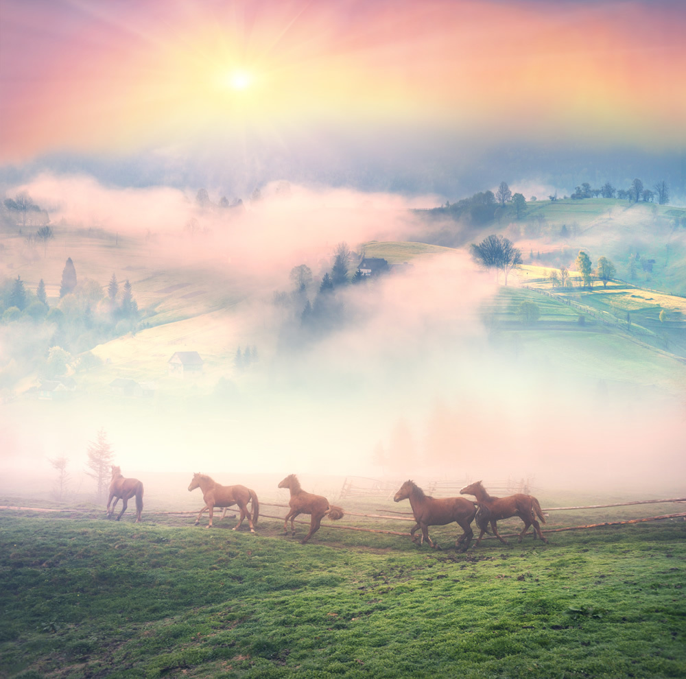 Wild Horses Sunset Wallpaper Wall Mural