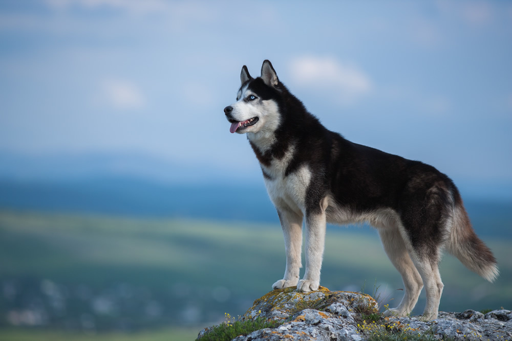 Siberian Husky Dog Wallpaper Wall Mural