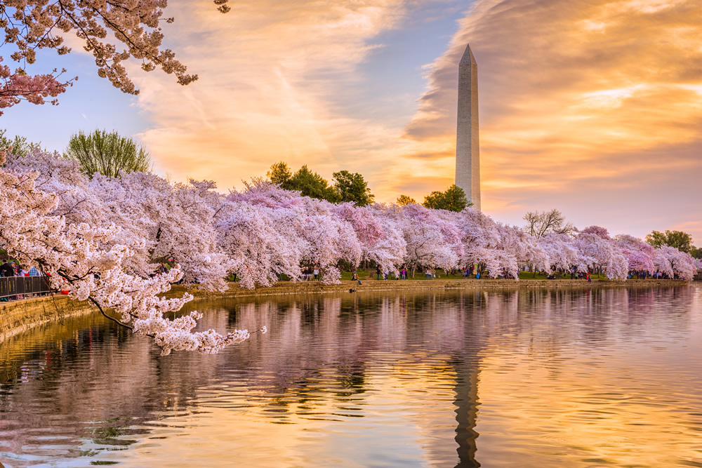Spring Morning Washington Dc Wallpaper Wall Mural