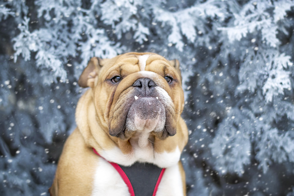 Winter Bulldog Wallpaper Wall Mural