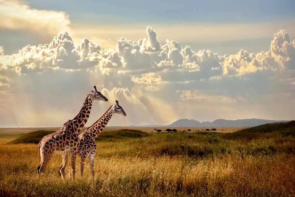 Giraffes In Savannah Wallpaper Wall Mural