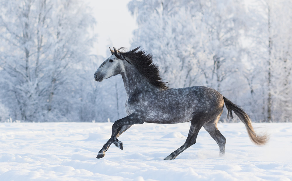 Beautiful Grey Horse In Winter Forest Wallpaper Wall Mural