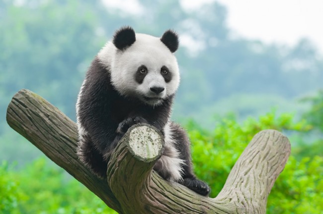 Wildlife wallpaper deals