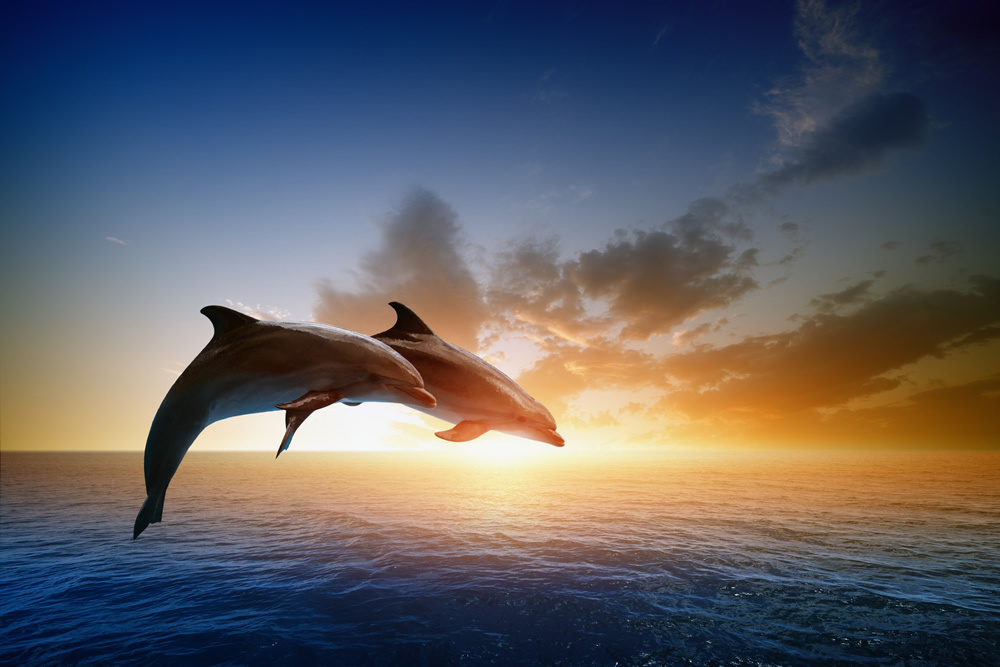 Dolphins Jumping Ocean Sunset Wallpaper Wall Mural