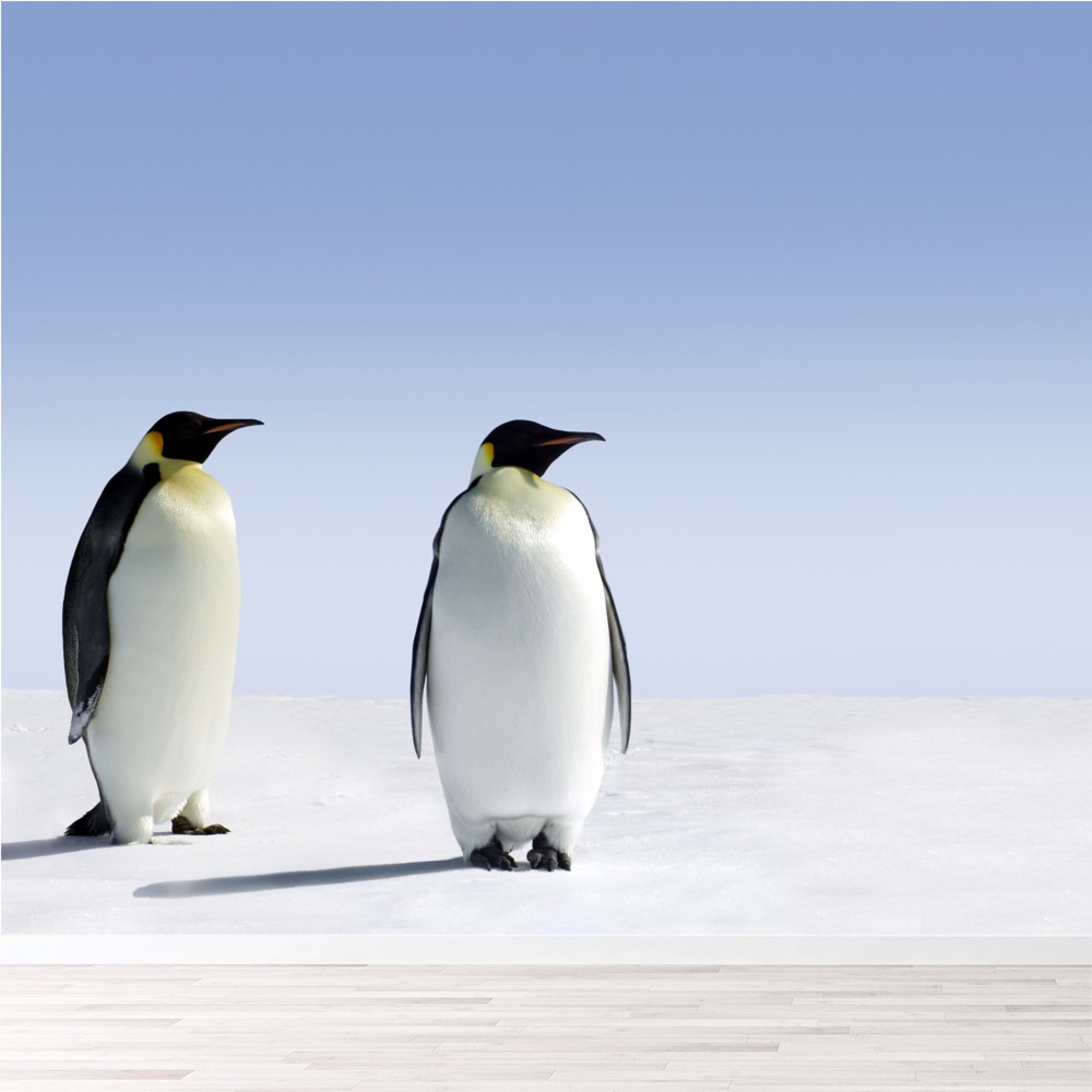 Emperor Penguin Wallpaper Wall Mural