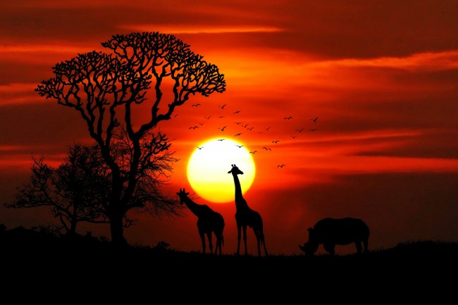 Red Sunset Safari Wallpaper Wall Mural