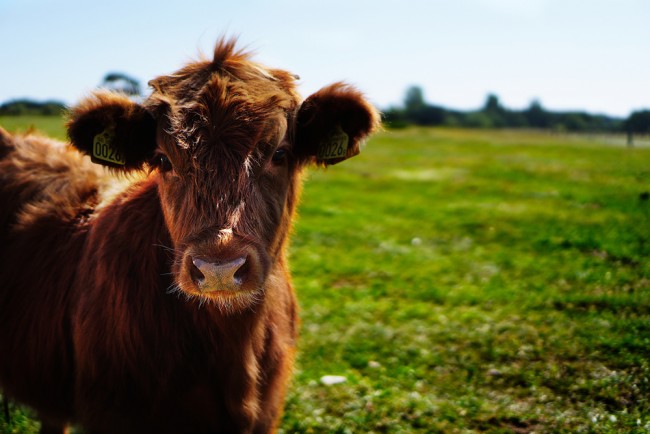 Brown Cow Farm Cattle Wallpaper Wall Mural