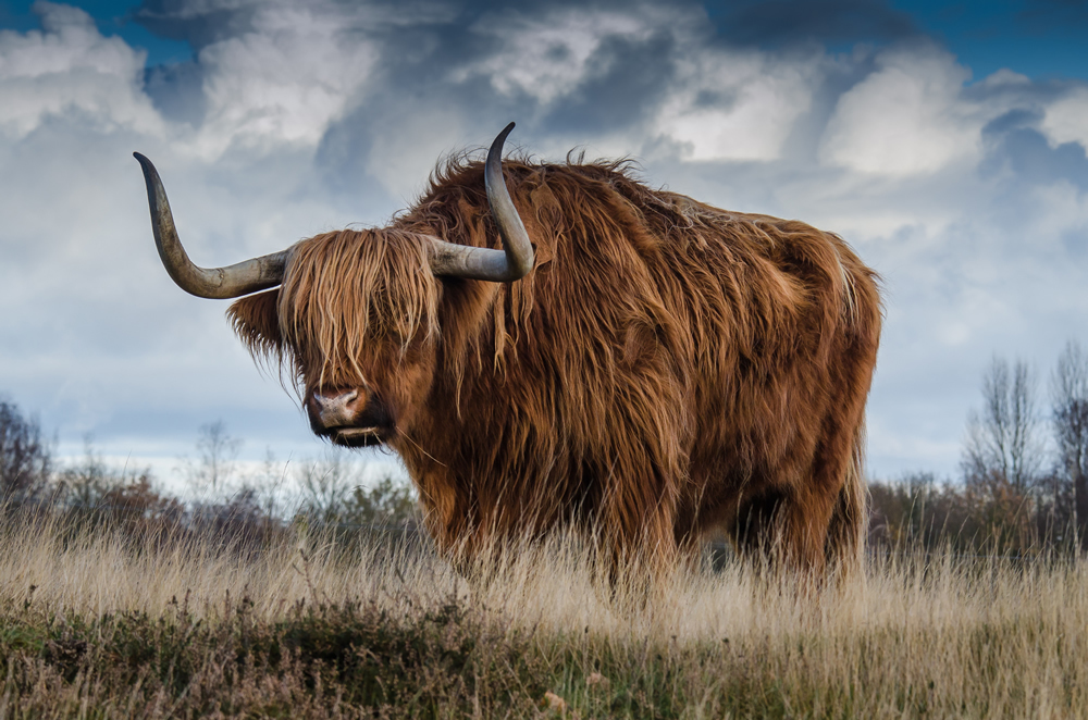 Brown Highland Bull Cattle Wallpaper Wall Mural